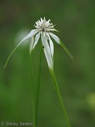 Attēlu rezultāti vaicājumam “Rhynchospora alba leaf”