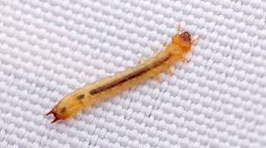 Attēlu rezultāti vaicājumam “Pyrochroidae imago”