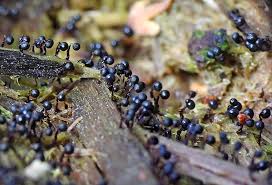 Attēlu rezultāti vaicājumam “Lycogala cf. oleocrystalliferum”