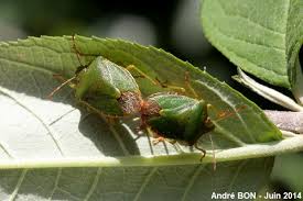 Attēlu rezultāti vaicājumam “Palomena prasina imago”