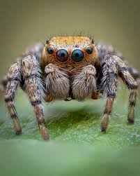 Attēlu rezultāti vaicājumam “Evarcha falcata male”