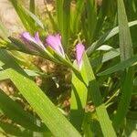 Attēlu rezultāti vaicājumam “Gladiolus imbricatus fruit”