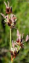 Attēlu rezultāti vaicājumam “Juncus bulbosus flower”