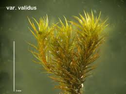 Attēlu rezultāti vaicājumam “Didymodon rigidulus”