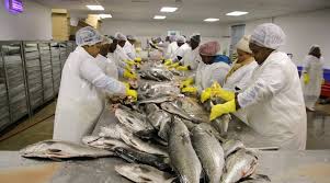 Image result for Argyrosomus japonicus