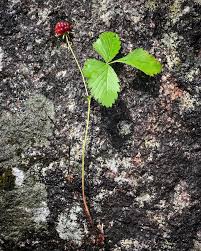 Attēlu rezultāti vaicājumam “Rubus arcticus”