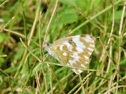 Attēlu rezultāti vaicājumam “Pontia edusa”