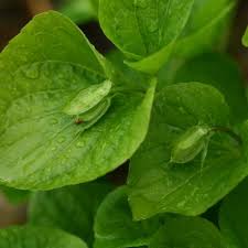 Attēlu rezultāti vaicājumam “Viola mirabilis leaf”