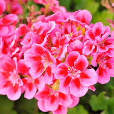 Attēlu rezultāti vaicājumam “Calliergon megalophyllum”