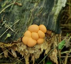 Attēlu rezultāti vaicājumam “Lycogala sp.”