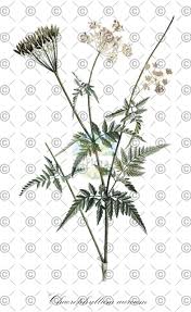 Image result for Chaerophyllum aureum