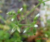 Attēlu rezultāti vaicājumam “Cerastium holosteoides fruit”
