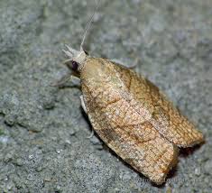 Attēlu rezultāti vaicājumam “Pandemis corylana”