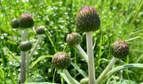 Attēlu rezultāti vaicājumam “Cirsium heterophyllum leaf”