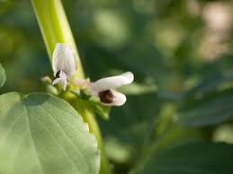 Attēlu rezultāti vaicājumam “Vicia faba flower”