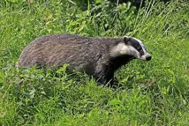 Attēlu rezultāti vaicājumam “Meles meles adult”