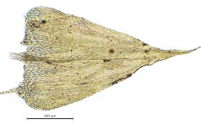 Attēlu rezultāti vaicājumam “Sciuro-hypnum curtum”