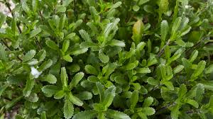 Attēlu rezultāti vaicājumam “Leucanthemum vulgare leaf”