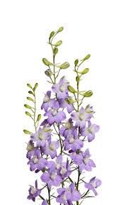 Attēlu rezultāti vaicājumam “Delphinium elatum  bud”