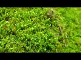 Attēlu rezultāti vaicājumam “Hypnum”