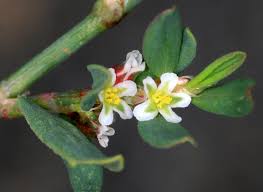 Attēlu rezultāti vaicājumam “Polygonum arenastrum flower”