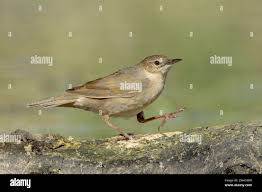 Image result for Locustella luscinioides