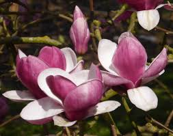 Attēlu rezultāti vaicājumam “Magnolia x soulangeana”