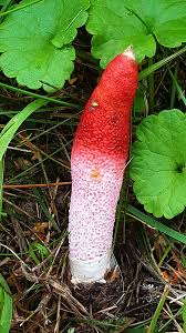 Attēlu rezultāti vaicājumam “Mutinus caninus”