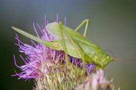Attēlu rezultāti vaicājumam “Tettigonia cantans”