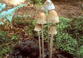 Attēlu rezultāti vaicājumam “Panaeolus papilionaceus”