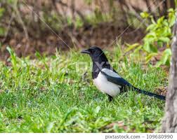 Attēlu rezultāti vaicājumam “Pica pica adult”