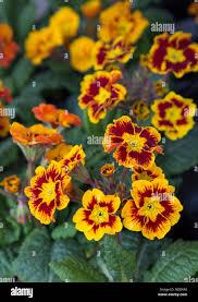 Attēlu rezultāti vaicājumam “Primula x polyantha”