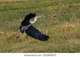 Attēlu rezultāti vaicājumam “Ardea cinerea adult”