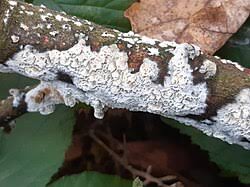 Attēlu rezultāti vaicājumam “Hyphodontia barba-jovis”