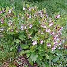 Attēlu rezultāti vaicājumam “Symphytum grandiflorum”