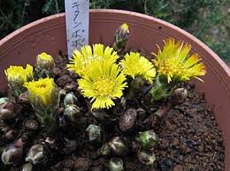 Attēlu rezultāti vaicājumam “Tussilago farfara”