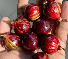 Attēlu rezultāti vaicājumam “Rosa subcanina fruit”