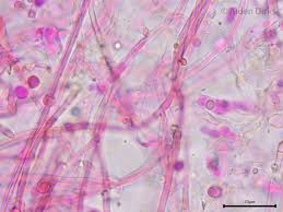 Attēlu rezultāti vaicājumam “Byssocorticium atrovirens”