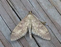 Attēlu rezultāti vaicājumam “Anania lancealis”