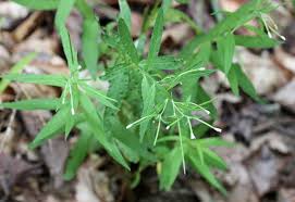 Attēlu rezultāti vaicājumam “Epilobium roseum leaf”