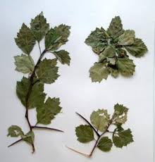 Attēlu rezultāti vaicājumam “Crataegus chrysocarpa”