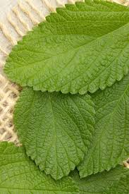 Attēlu rezultāti vaicājumam “Melissa officinalis leaf”