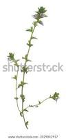 Image result for Euphrasia stricta