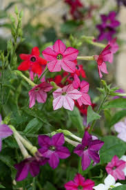 Image result for Nicotiana x sanderae