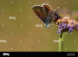 Attēlu rezultāti vaicājumam “Aricia artaxerxes  underside”