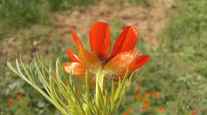 Image result for Adonis aestivalis