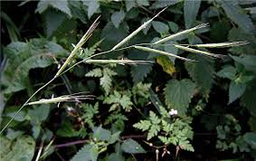 Attēlu rezultāti vaicājumam “Brachypodium sylvaticum flower”