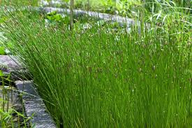 Attēlu rezultāti vaicājumam “Juncus effusus”