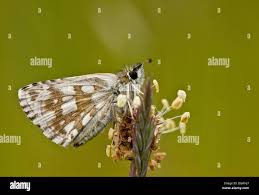 Attēlu rezultāti vaicājumam “Pyrgus serratulae upperside”