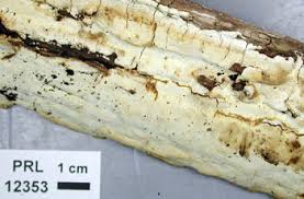 Attēlu rezultāti vaicājumam “Perenniporia medulla-panis”